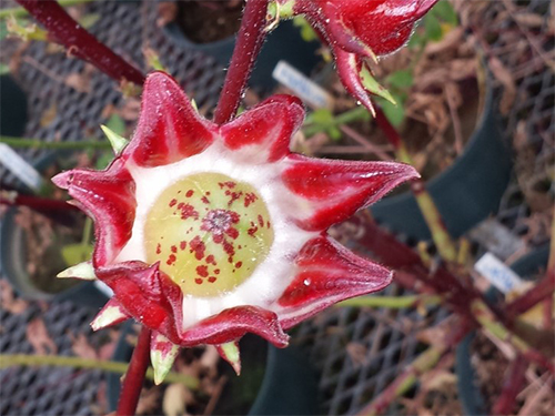 Raw Hibiscus Flower